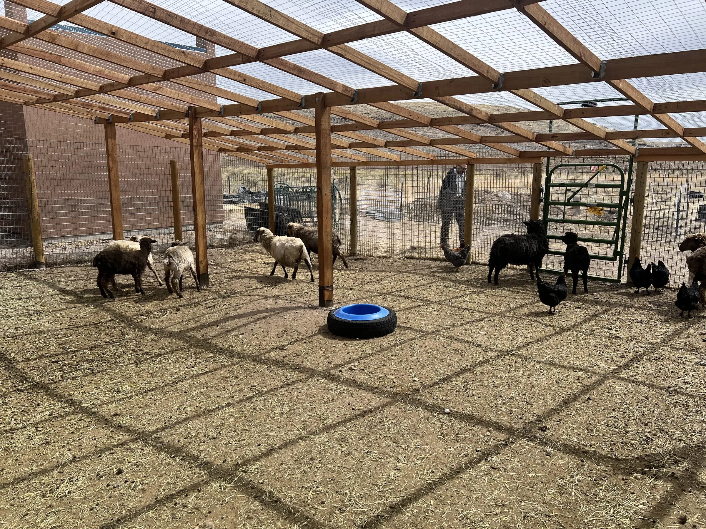 The barn yard