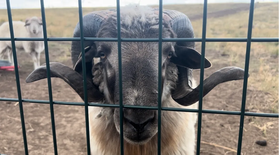 Fernando Rey, the ram