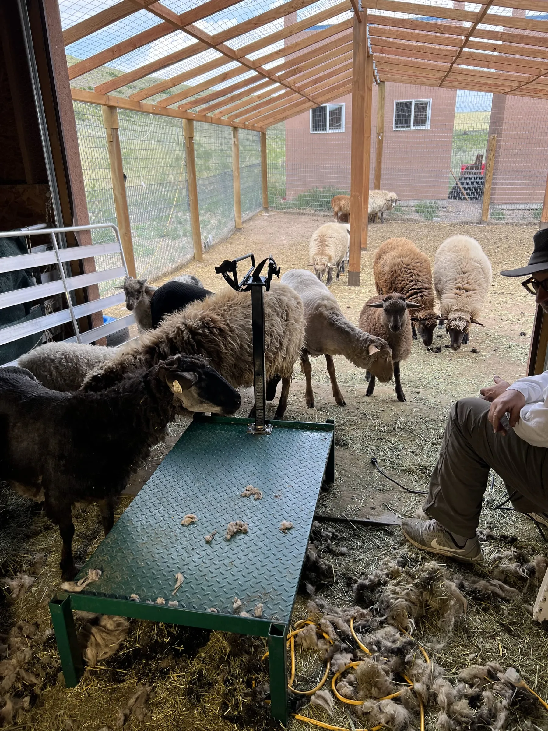 Shearing day