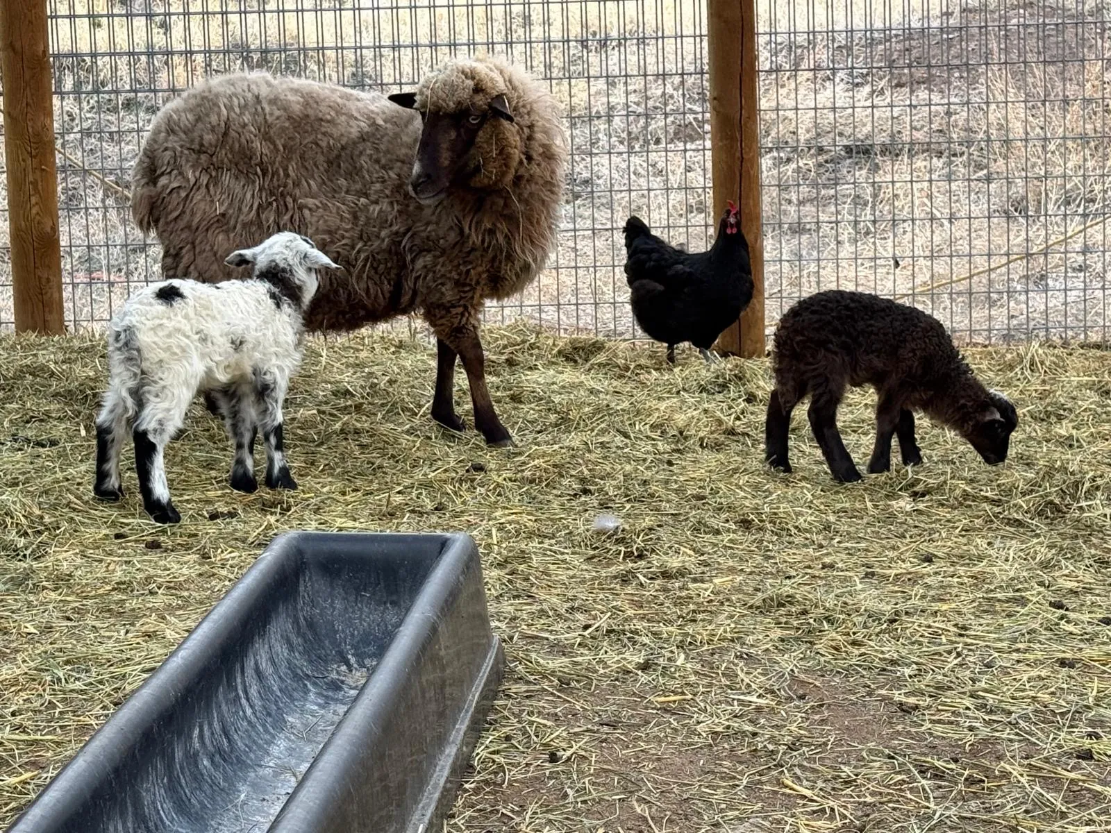 A ewe with her lambs