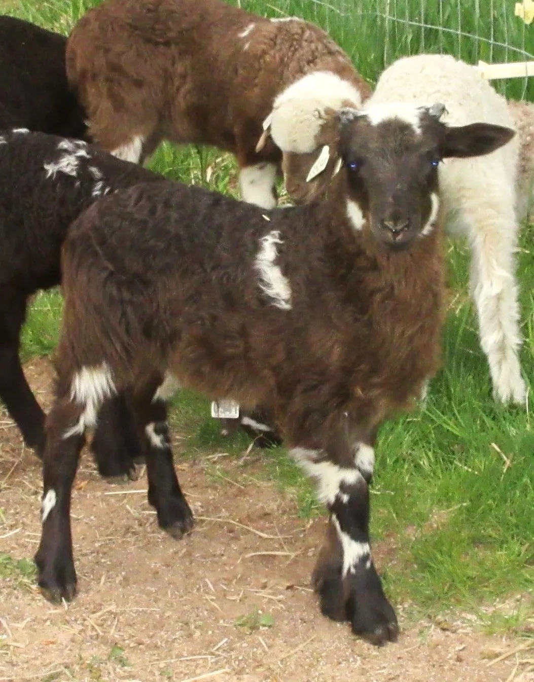 The flock
